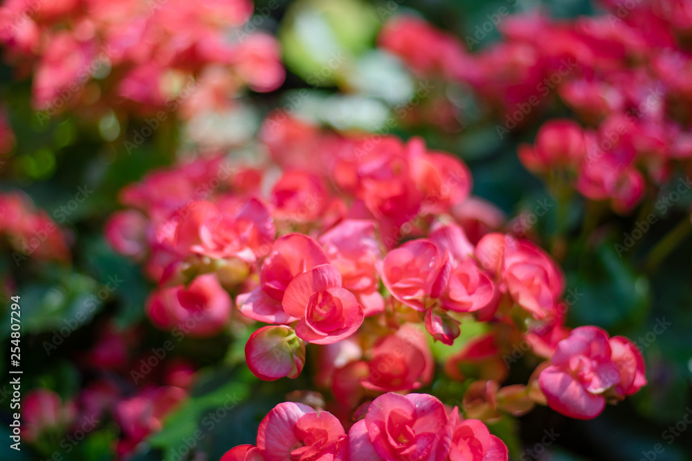 Numerous bright flowers of tuberous begonias (Begonia tuberhybrida) in garden Numerous bright flowers of tuberous begonias (Begonia tuberhybrida) in garden