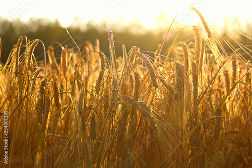 Side view of heavy barley heads bending highlighted by a sunset