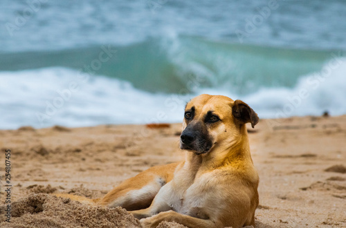 dog on beach