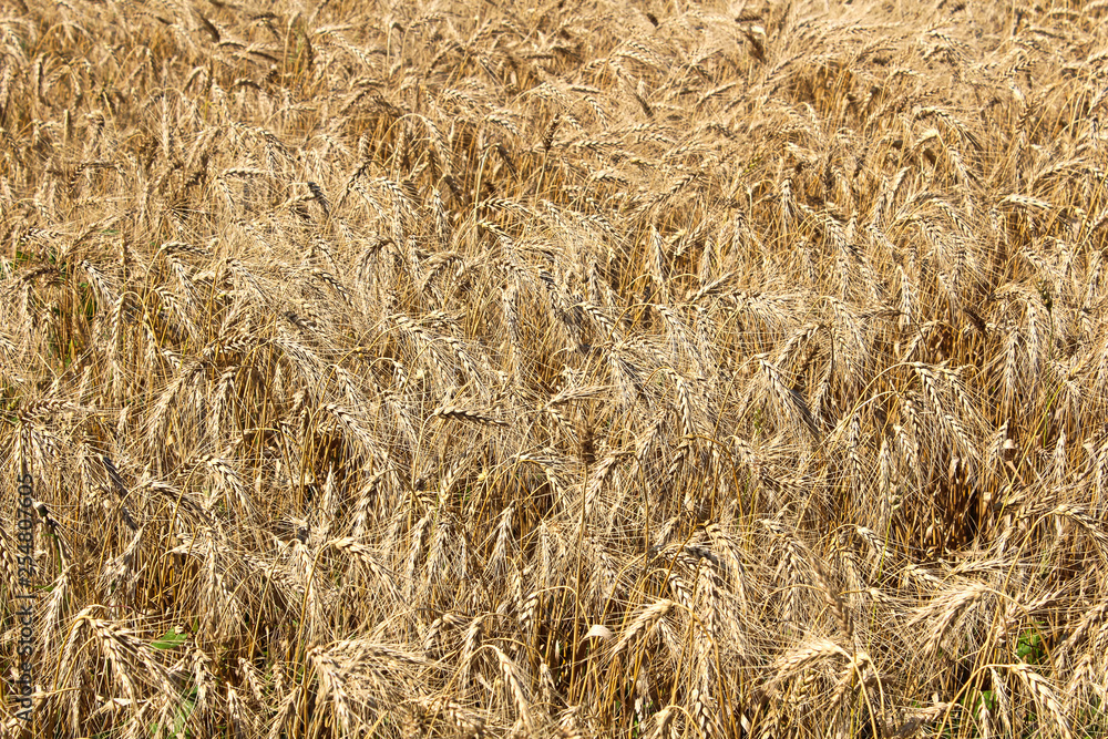 A detailed background of ripe barely heads A detailed background of ripe barely heads