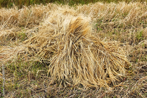 A stook of barely piled together for harvest photo