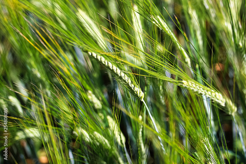 Foto A detailed background of green barely heads
