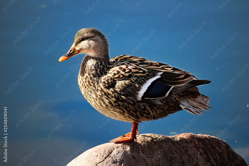 A female mallad stands on a bolder with a water background A female mallad stands on a bolder with a water background