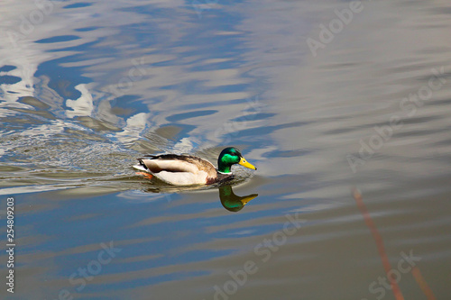 A male mallard with its reflection swims in water