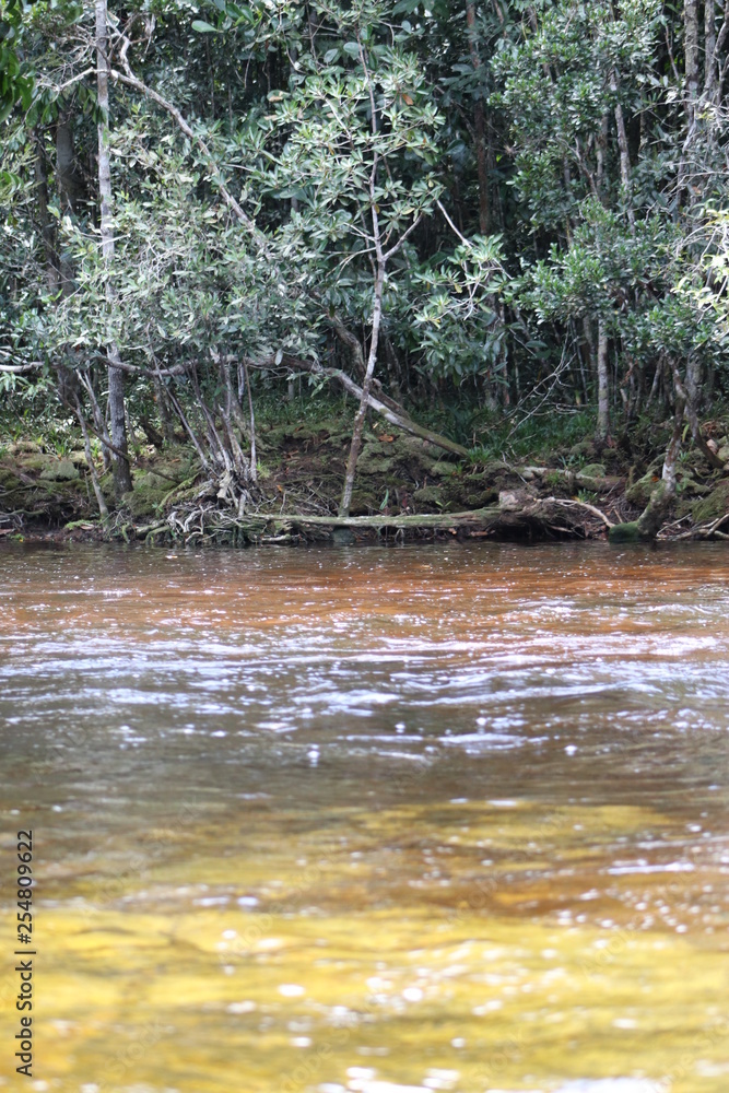 river in the forest river in the forest