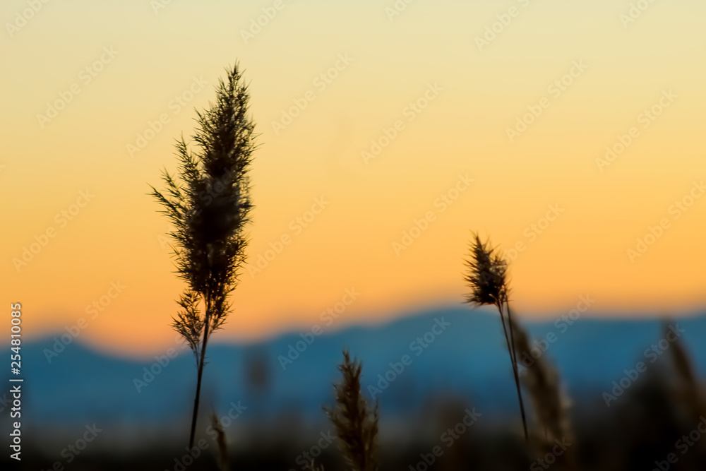 desert sunset