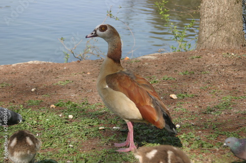Photography Ouette d'Egypte anatidae oie