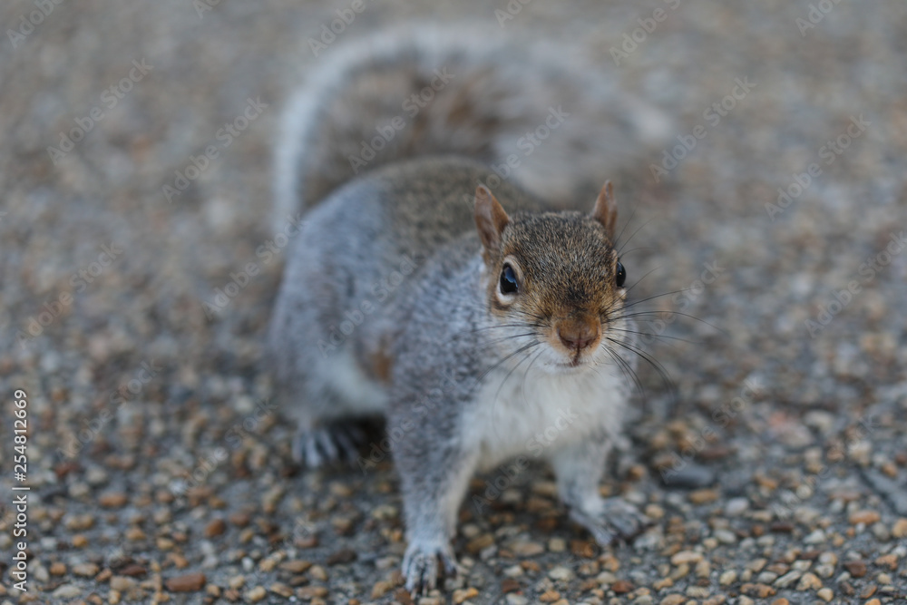 Obraz premium An Eastern Grey Squirrel in the wintertime