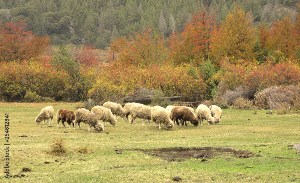 Fototapeta premium en un prado rodeado por bosque hay unas ovejas pastando