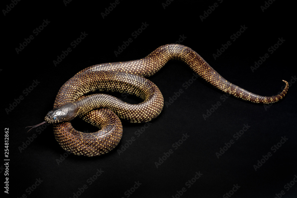 Desert Kingsnake -Lampropeltis splendida southwest snake non venomous Desert Kingsnake -Lampropeltis splendida southwest snake non venomous