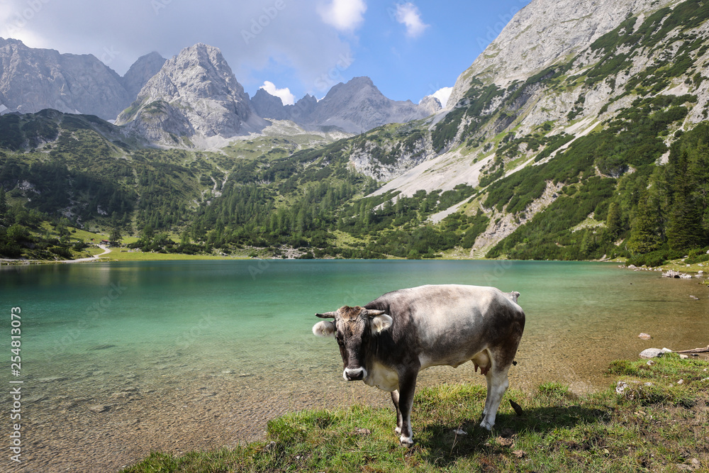 Cows in the Alps in Austria