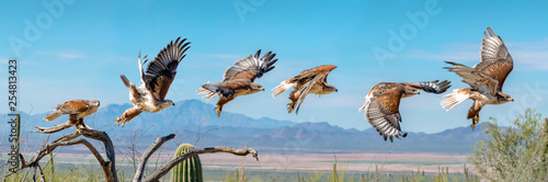 Ferruginous Hawk flying. Isolated hawk Sequence blue sky
