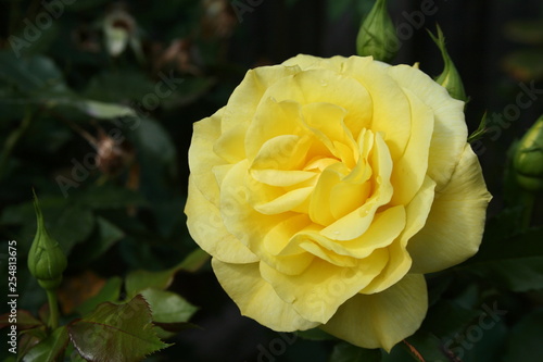 Rose - Florabunda 'Friesia' photo