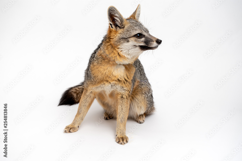 Grey Fox Close Up Portrait Isolated on White Background