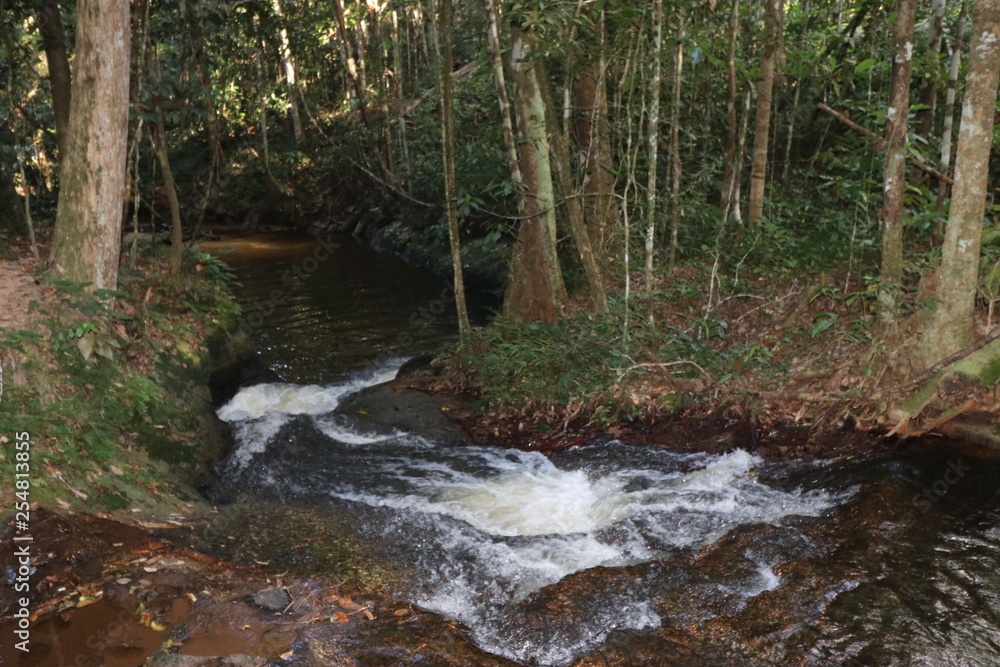 stream in forest stream in forest