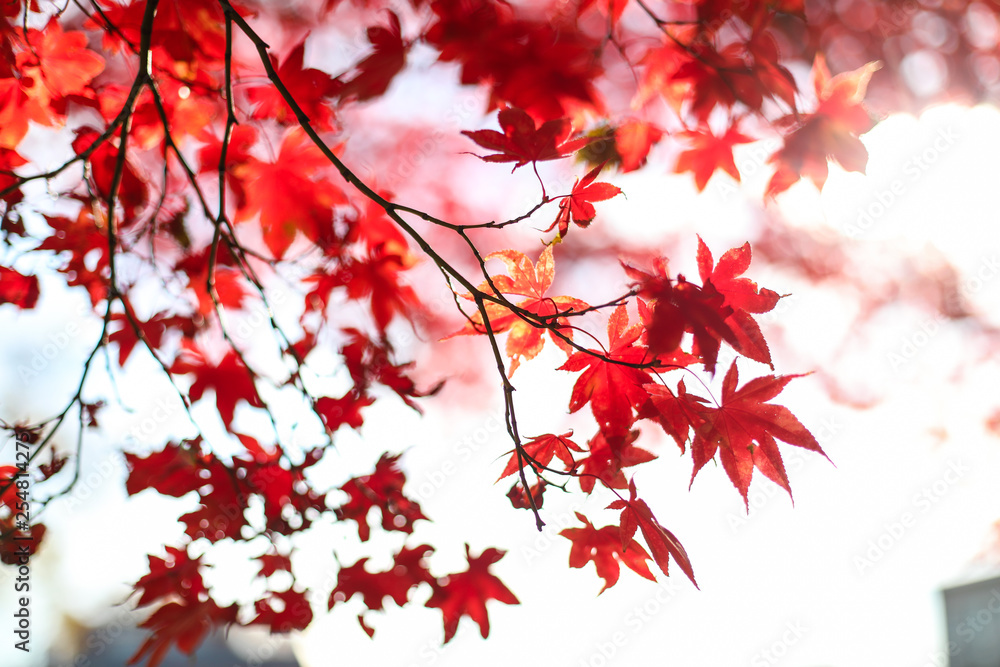 Red leaves during the autumn season in Washington, D.C.