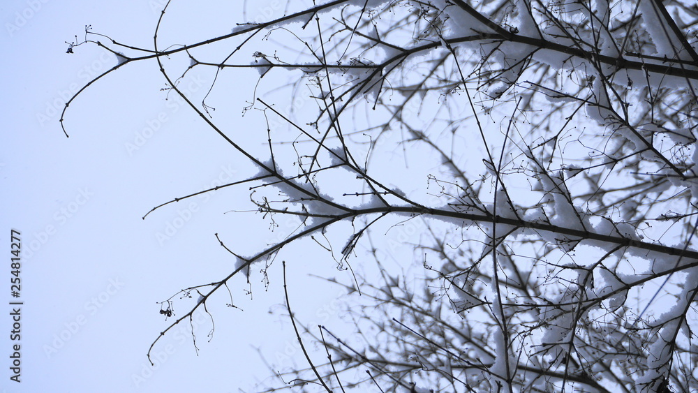 Obraz premium Close up tree branches covered with snow. Winter background.