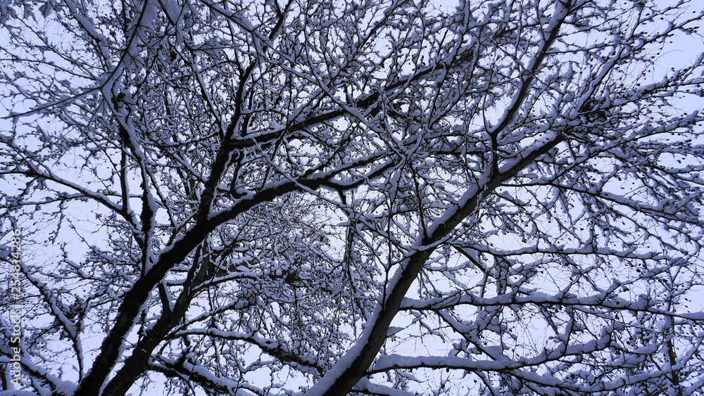 Close up tree branches covered with snow. Winter background. Close up tree branches covered with snow. Winter background.