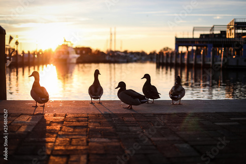 Silhouettes of mallard ducks in downtown Annapolis, Maryland near the boat docks photo