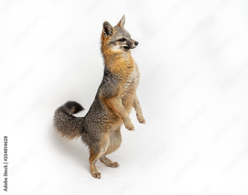 Grey Fox Close Up Portrait Isolated on White Background Grey Fox Close Up Portrait Isolated on White Background