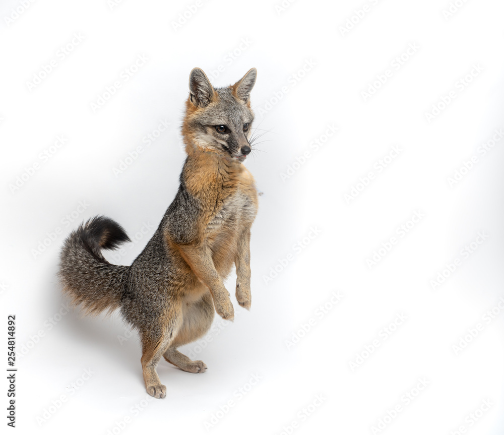 Fototapeta premium Grey Fox Close Up Portrait Isolated on White Background
