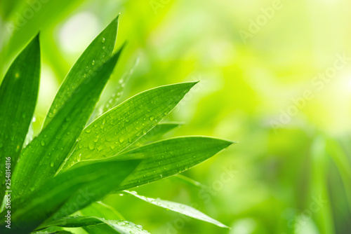 Closeup view of natural green leaf color under sunlight. Use in the background, or wallpaper. Nature concept.