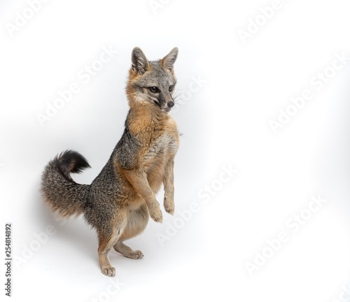 Grey Fox Close Up Portrait Isolated on White Background photo