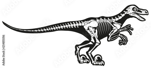 velociraptor skeleton, velociraptor fossil, Velociraptor bones, fossil dinosaur, vector graphic to design