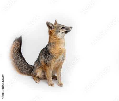 Grey Fox Close Up Portrait Isolated on White Background photo