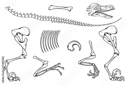 velociraptor skeleton, velociraptor fossil, Velociraptor bones, fossil dinosaur, vector graphic to design
