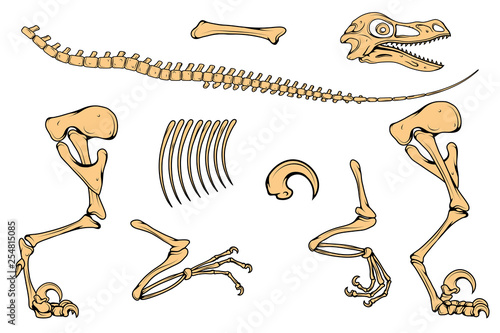 velociraptor skeleton, velociraptor fossil, Velociraptor bones, fossil dinosaur, vector graphic to design