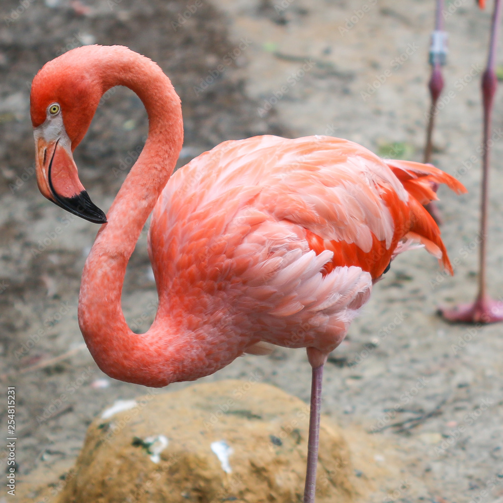 Obraz premium A pink flamingo at the National Zoo in Washington, D.C., USA