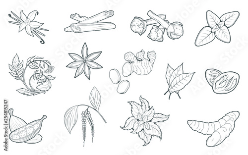 Spices, flavoring set, vector set, hand-drawn spices and ingredients, seasonings for food, spice and herbs, flavoring set, flavoring for food, flavor with spice