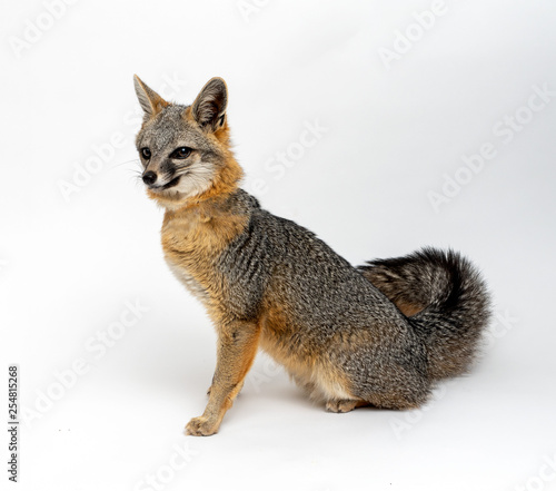 Grey Fox Close Up Portrait Isolated on White Background