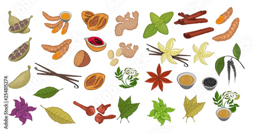 Spices, flavoring set, vector set, hand-drawn spices and ingredients, seasonings for food, spice and herbs, flavoring set, flavoring for food, flavor with spice