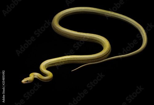 Green Ratsnake Senticolis triaspis southwest snake non venomous photo
