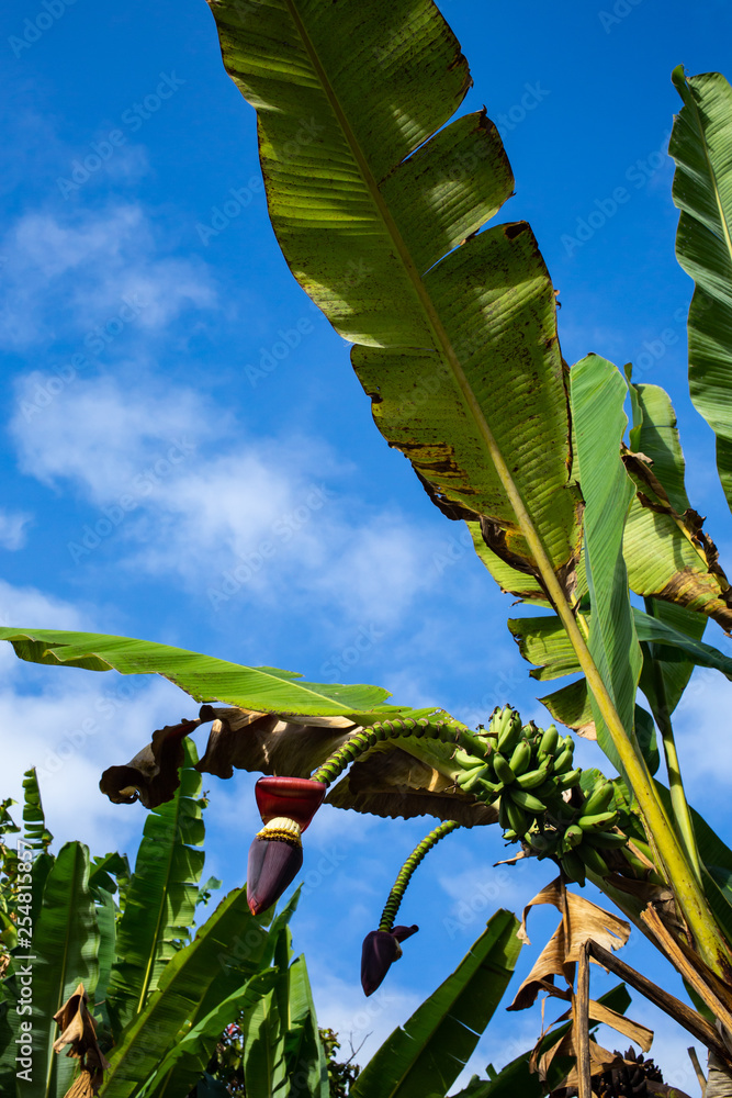 Fototapeta premium Banana Trees With Banana Blossom in the garden, Sky Background, Thai fruit