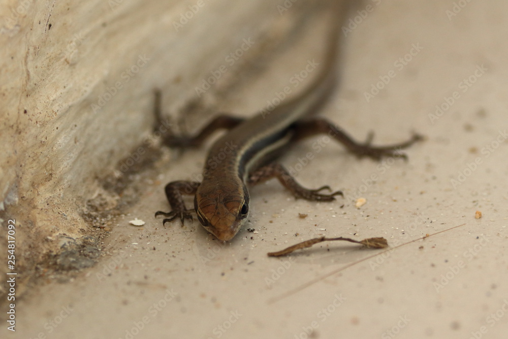 seychelles skink seychelles skink