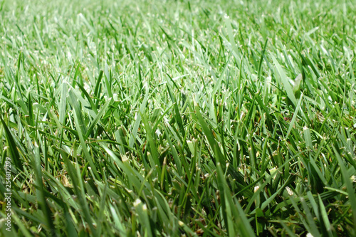 Green grass on a field in the sunlight. On blades of grass glistening water drops.
