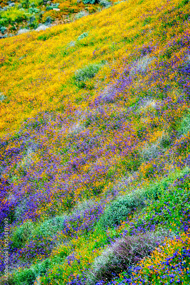 Fototapeta premium Field of Flowers