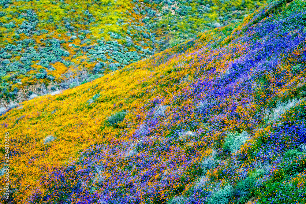 Field of Flowers