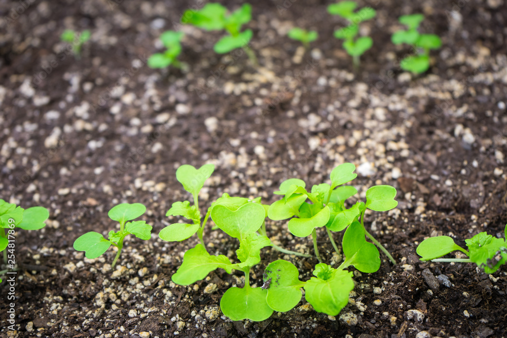 Baby arugula seedings Baby arugula seedings