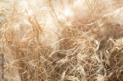 Senior woman' s grey curly hair, Close up & Macro shot, Selective focus, Line texture, Abstract background