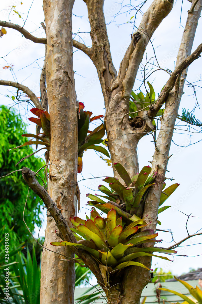 Fototapeta premium Bromeliad tree ( Aechmea fasciata, Guzmania, Urn Plant ) clinging on the tree, Abstract graphic design