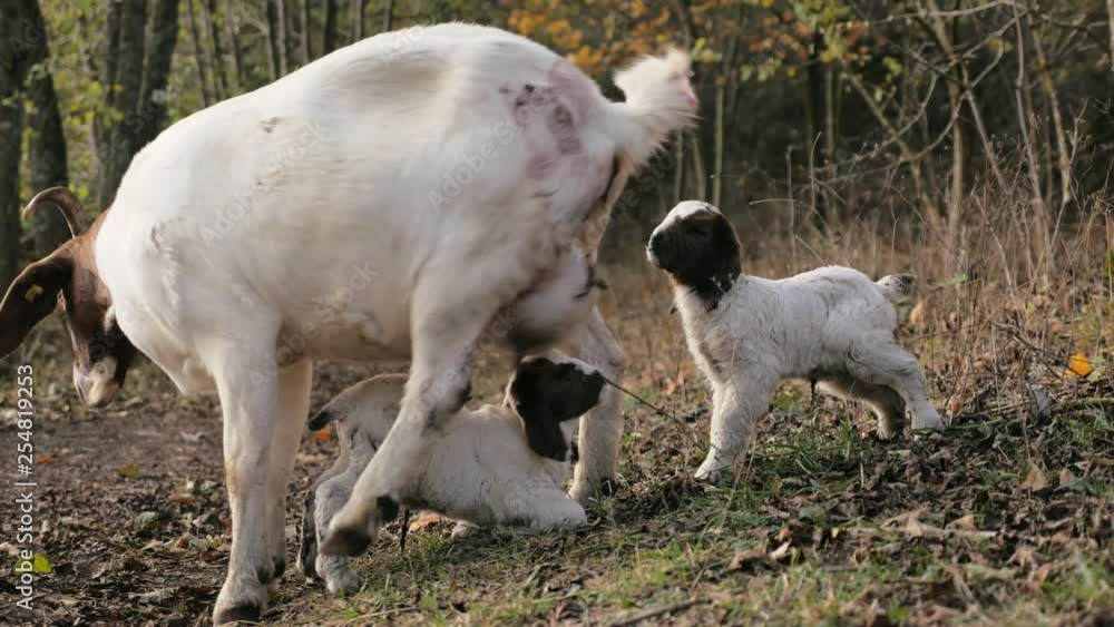 goat kids drinking mother moving away goat kids drinking mother moving away