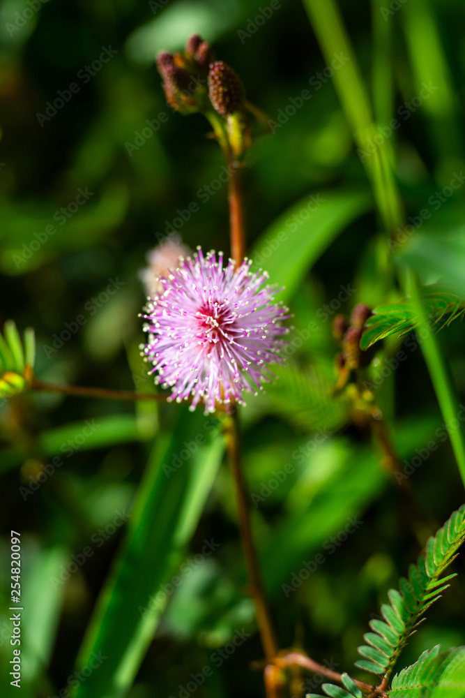 Sensitive plant, Sleepy plant, The touch-me-not, Mimosa pudica plants and purple flower, Close up & Macro shot, Selective focus, Abstract background Sensitive plant, Sleepy plant, The touch-me-not, Mimosa pudica plants and purple flower, Close up & Macro shot, Selective focus, Abstract background