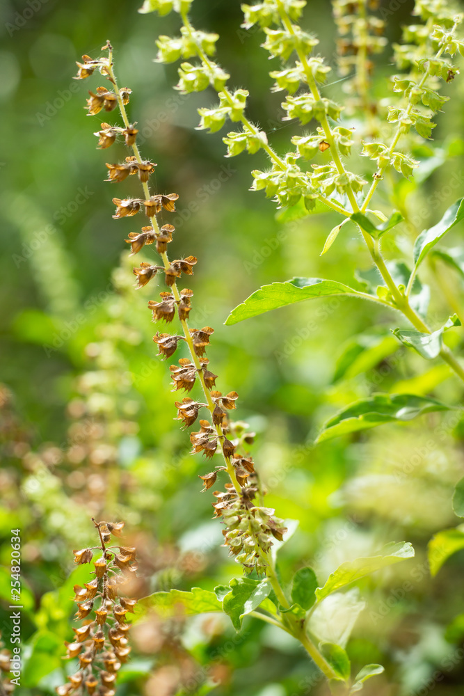 Withered, Green, Fresh Basil flowers (Ocimum basilicum) in garden, Close up & Macro shot, Abstract Blurred Background Withered, Green, Fresh Basil flowers (Ocimum basilicum) in garden, Close up & Macro shot, Abstract Blurred Background