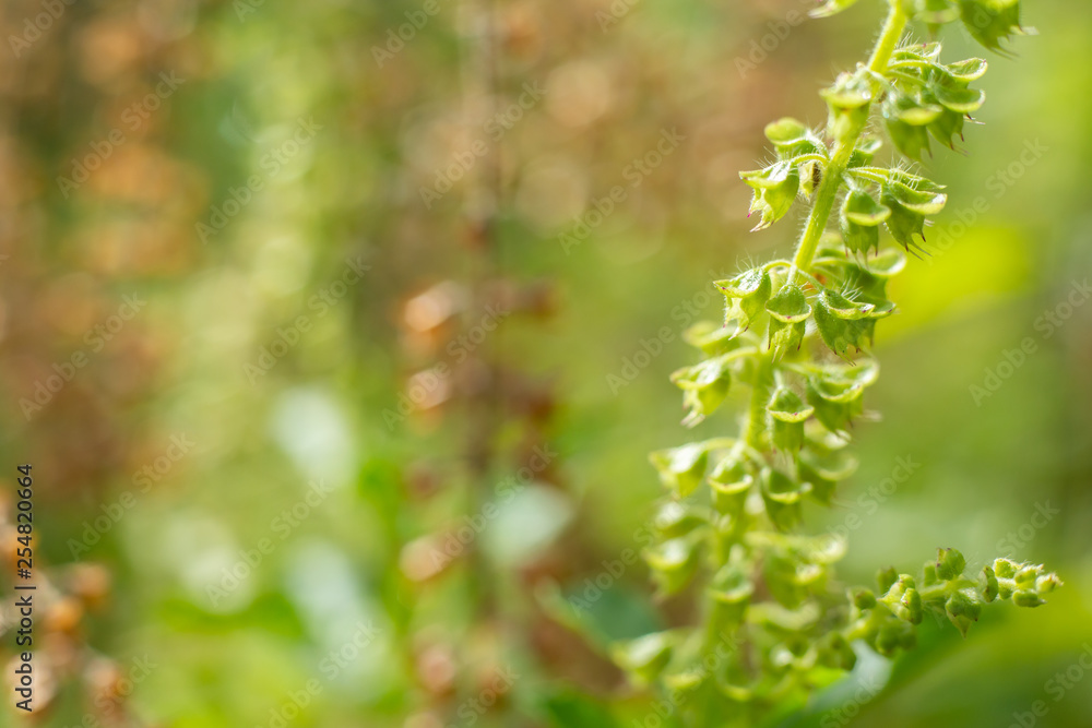 Green, Fresh, Withered Basil flowers (Ocimum basilicum) in garden, Close up & Macro shot, Abstract Blurred Background Green, Fresh, Withered Basil flowers (Ocimum basilicum) in garden, Close up & Macro shot, Abstract Blurred Background