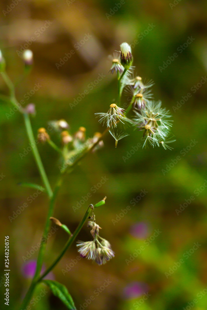 Ageratum conyzoides, Little white flowers in bokeh garden background, Close up & Macro shot, Selective focus, Abstract graphic design Ageratum conyzoides, Little white flowers in bokeh garden background, Close up & Macro shot, Selective focus, Abstract graphic design