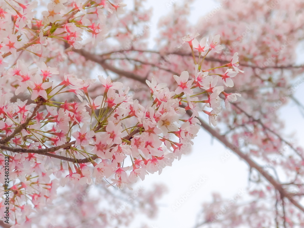 Close-up on Japanese pink sakura cherry blossoms flowers in bloom. Close-up on Japanese pink sakura cherry blossoms flowers in bloom.